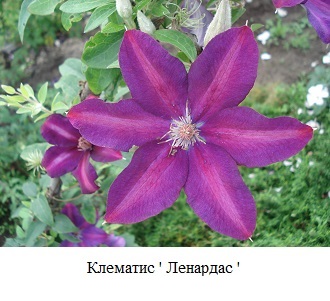 фото Клематис ' Ленардас '  